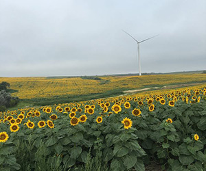 Sunflower field with wind turbine in background